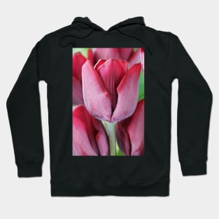 Tulipa  &#39;Ronaldo&#39;  Triumph Group  Tulip Hoodie